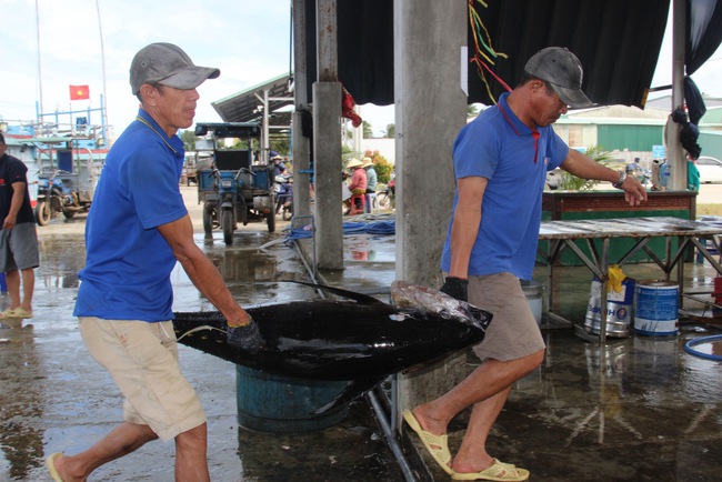 Trúng "đậm" cá ngừ đại dương, đầu năm ngư dân Bình Định hăng hái ra khơi đánh bắt xuyên Tết- Ảnh 9.