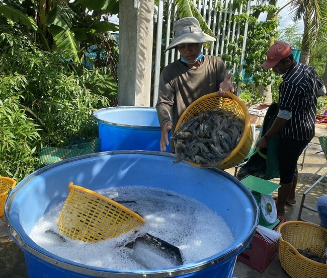 Ngắm mãi, ngắm hoài tuyến đường hoa nông thôn mới đẹp mê tơi ở một xã của Cà Mau- Ảnh 2.