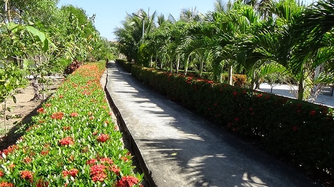 Ngắm mãi, ngắm hoài tuyến đường hoa nông thôn mới đẹp mê tơi ở một xã của Cà Mau- Ảnh 4.