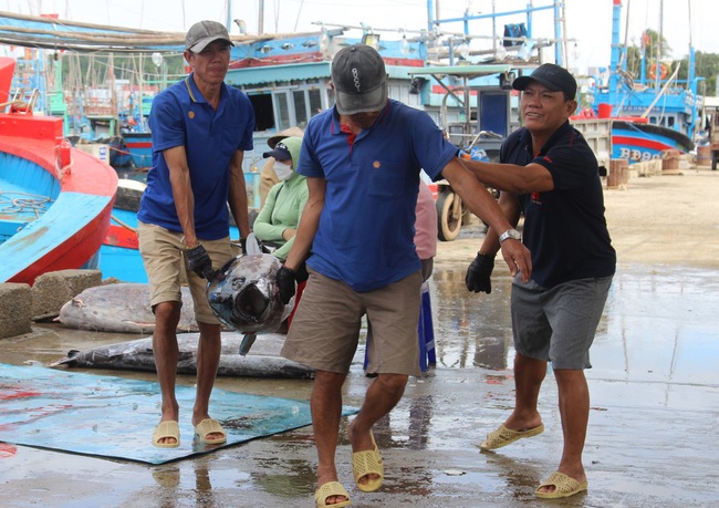 Trúng "đậm" cá ngừ đại dương, đầu năm ngư dân Bình Định hăng hái ra khơi đánh bắt xuyên Tết- Ảnh 6.