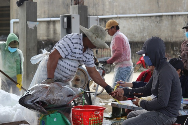 Trúng "đậm" cá ngừ đại dương, đầu năm ngư dân Bình Định hăng hái ra khơi đánh bắt xuyên Tết- Ảnh 10.