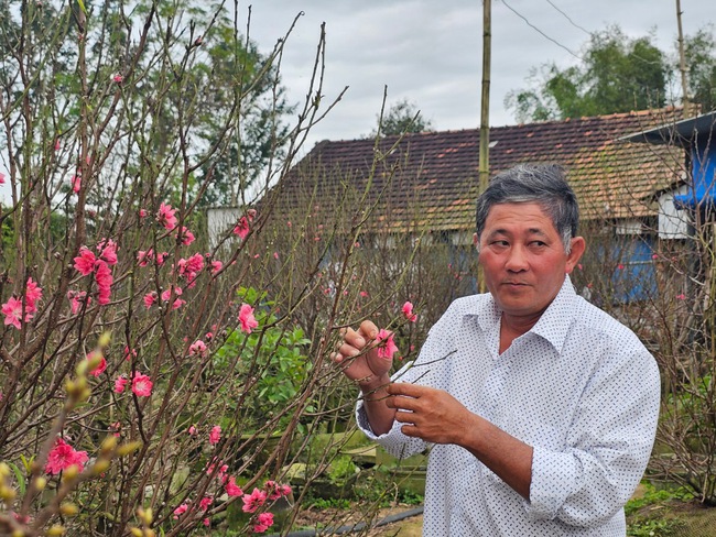 "Độc, lạ", một nông dân khiến hoa đào miền Bắc nở rộ đúng dịp Tết ở "xứ nóng" Bình Định- Ảnh 4.