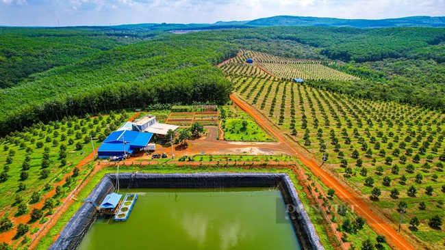 Từ vùng đất cao su cằn cỗi, xuất hiện vườn sầu riêng 55ha công nghệ cao, đầu tư hiện đại nhất Bình Phước- Ảnh 1.