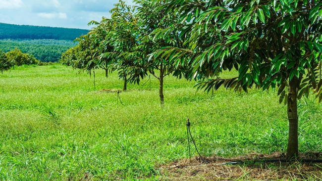 Từ vùng đất cao su cằn cỗi, xuất hiện vườn sầu riêng 55ha công nghệ cao, đầu tư hiện đại nhất Bình Phước- Ảnh 10.