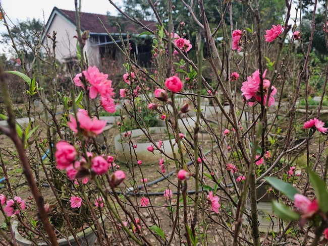 "Độc, lạ", một nông dân khiến hoa đào miền Bắc nở rộ đúng dịp Tết ở "xứ nóng" Bình Định- Ảnh 3.