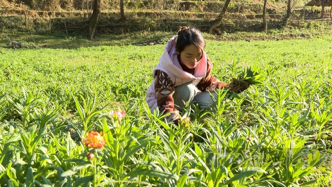 Rộn ràng những vườn hoa phục vụ du khách dịp Tết ở Lào Cai- Ảnh 1.