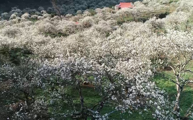 Mùa hoa mận nở trắng xóa, du khách đến Mộc Châu vừa ngắm cảnh đẹp vừa trải nghiệm nhiều điều thú vị
