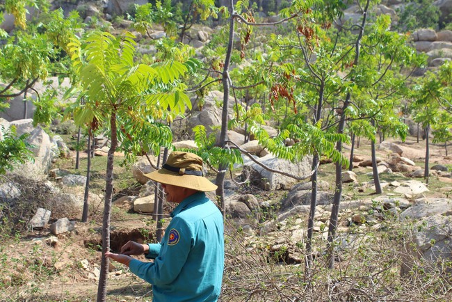 Thanh thất là cây gì mà chịu hạn cực tốt, trồng ở vùng núi đá khô cằn ở Ninh Thuận vẫn xanh tươi?- Ảnh 7.