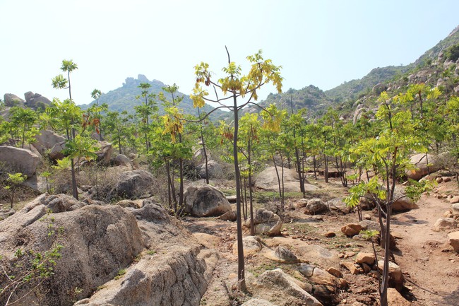 Thanh thất là cây gì mà chịu hạn cực tốt, trồng ở vùng núi đá khô cằn ở Ninh Thuận vẫn xanh tươi?- Ảnh 4.