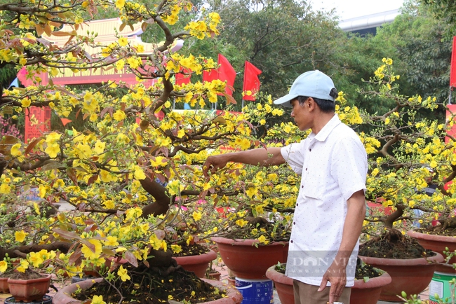 29 Tết, thương lái đồng loạt "sale off" mai, đào, quất- Ảnh 5.