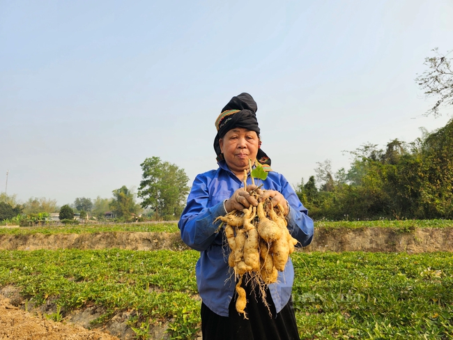 Trồng thứ khoai lang vỏ trắng, ăn bở tơi, nông dân một xã của tỉnh Điện Biên thu 120 triệu đồng/ha- Ảnh 2.