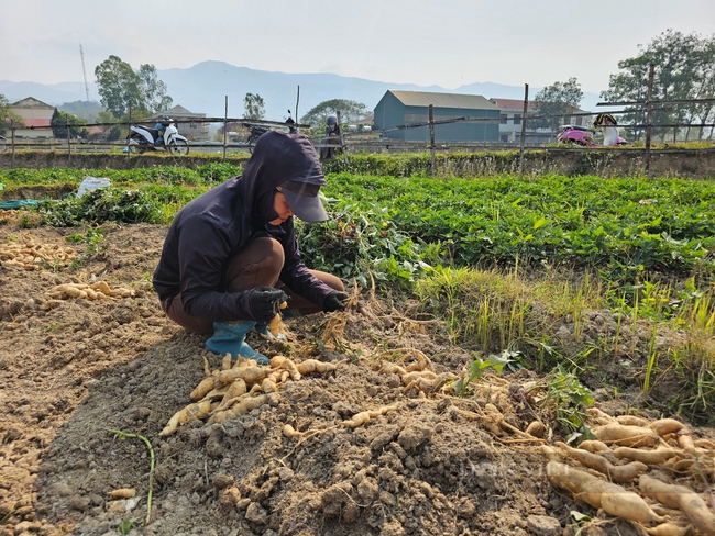 Trồng thứ khoai lang vỏ trắng, ăn bở tơi, nông dân một xã của tỉnh Điện Biên thu 120 triệu đồng/ha- Ảnh 3.