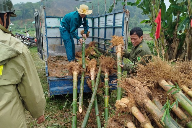 Một huyện ở Nghệ An dân đang trồng 60.000 cây tre dọc bờ sông Lam- Ảnh 3.