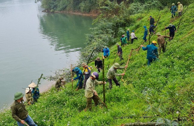 Một huyện ở Nghệ An dân đang trồng 60.000 cây tre dọc bờ sông Lam- Ảnh 2.