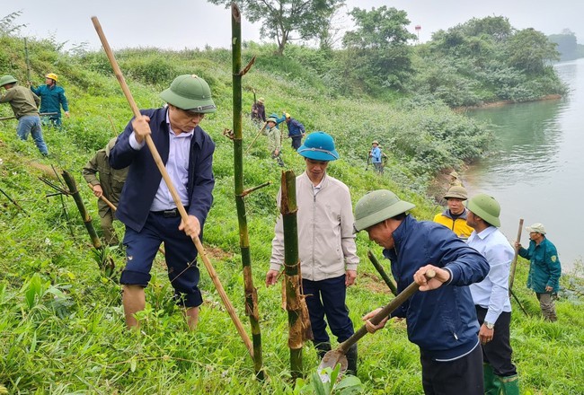 Một huyện ở Nghệ An dân đang trồng 60.000 cây tre dọc bờ sông Lam- Ảnh 6.