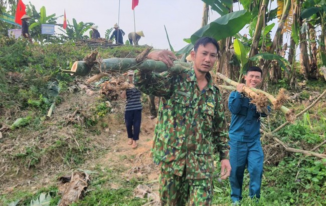 Một huyện ở Nghệ An dân đang trồng 60.000 cây tre dọc bờ sông Lam- Ảnh 7.