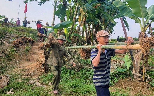 Một huyện ở Nghệ An dân đang trồng 60.000 cây tre dọc bờ sông Lam- Ảnh 4.