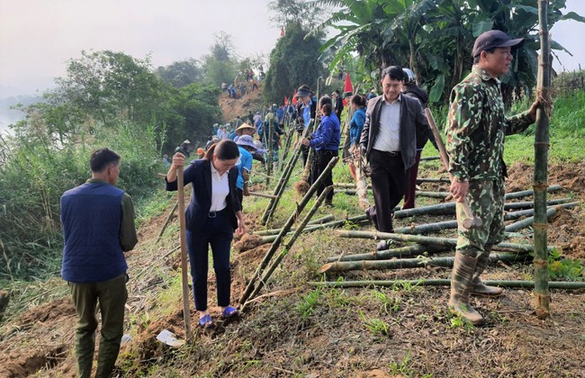 Một huyện ở Nghệ An dân đang trồng 60.000 cây tre dọc bờ sông Lam- Ảnh 5.