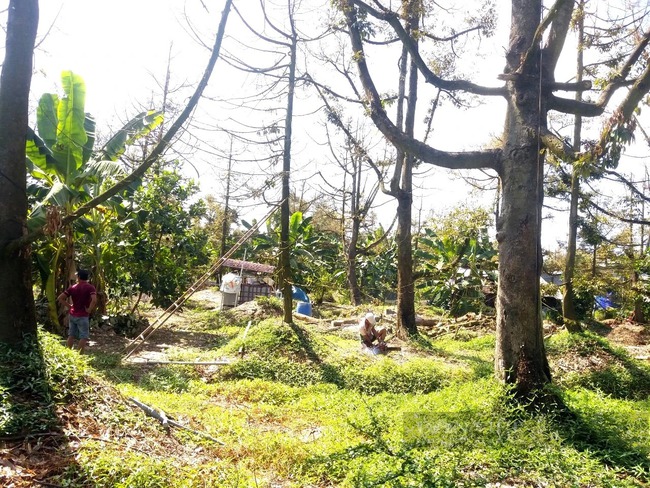 Hàng loạt vườn "cây tiền tỷ" ở Tiền Giang cháy lá, nông dân hoang mang- Ảnh 1.