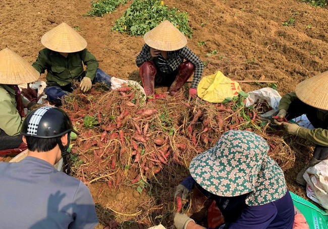 Dân làng này ở Nghệ An mang khoai lang lên mạng rao bán, không ngờ khách chốt đơn liên tục, thu về lãi kép
- Ảnh 1.