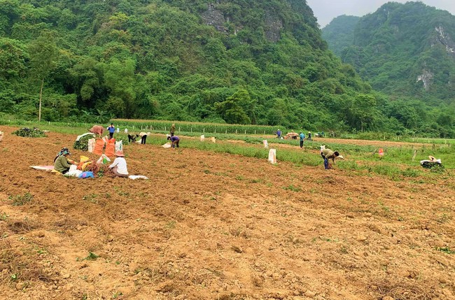 Dân làng này ở Nghệ An mang khoai lang lên mạng rao bán, không ngờ khách chốt đơn liên tục, thu về lãi kép
- Ảnh 5.