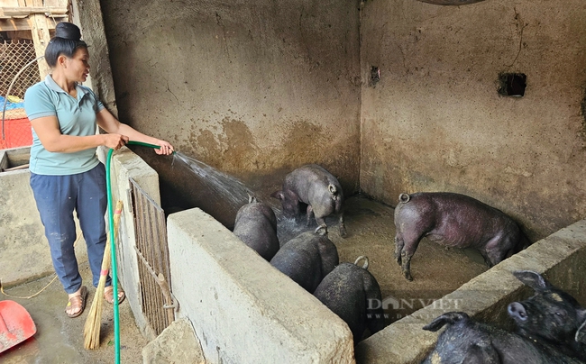Nuôi lợn đen đặc sản, nông dân Điện Biên làm giàu từ vốn vay Ngân hàng Chính sách Xã hội- Ảnh 1.