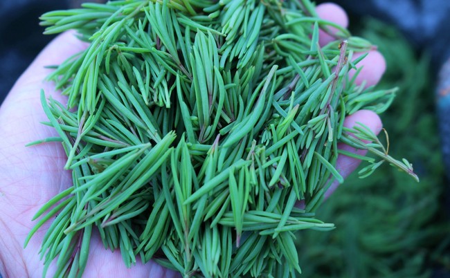 Thuần hóa loại rau dại giàu chất khoáng thành rau đặc sản ở Nghệ An, nhà hàng, khách sạn tranh nhau mua- Ảnh 7.