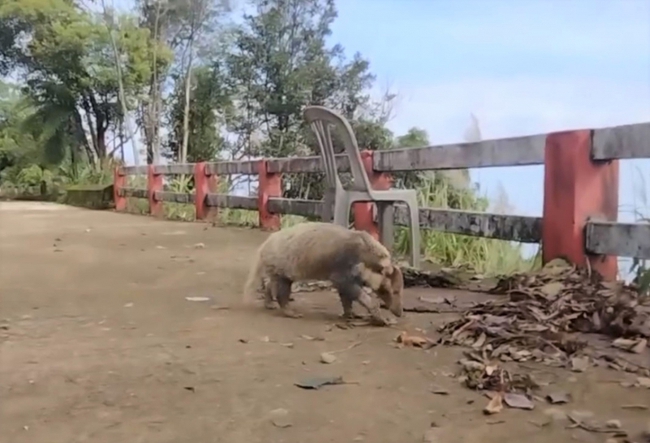 Vô một khu rừng ở Thừa Thiên Huế, thấy loài lửng lợn Đông Dương, con mang Trường Sơn, gà lôi trắng- Ảnh 1.