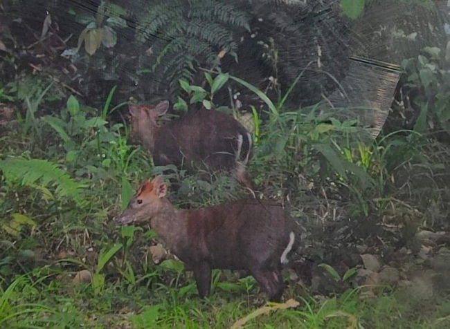 Vô một khu rừng ở Thừa Thiên Huế, thấy loài lửng lợn Đông Dương, con mang Trường Sơn, gà lôi trắng- Ảnh 3.