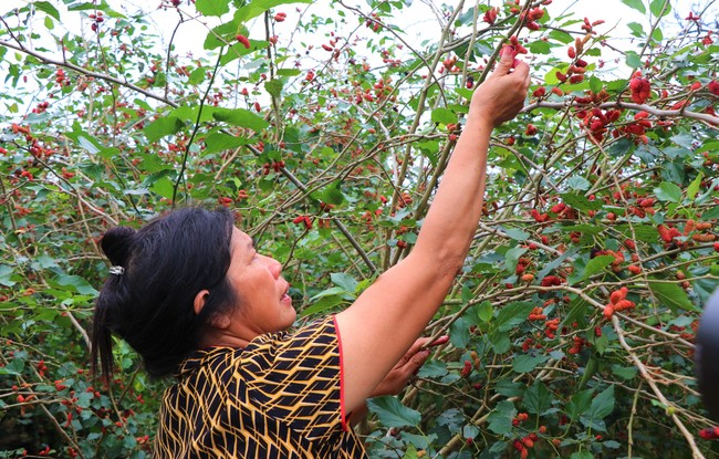 Loại quả chín đẹp mắt, ăn đẹp da, bóng tóc, ở một thành phố của Nghệ An, dân hễ hái là hết sạch- Ảnh 1.