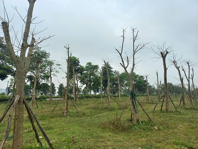 Cơ quan An ninh điều tra Bộ Công an yêu cầu Thừa Thiên Huế cung cấp thông tin dự án cây xanh - Ảnh 1.
