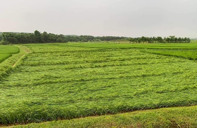 Mưa lớn kèm gió mạnh đột ngột, hàng trăm ha lúa ở Thừa Thiên Huế nằm bẹp, nhà dân bay mái- Ảnh 1.