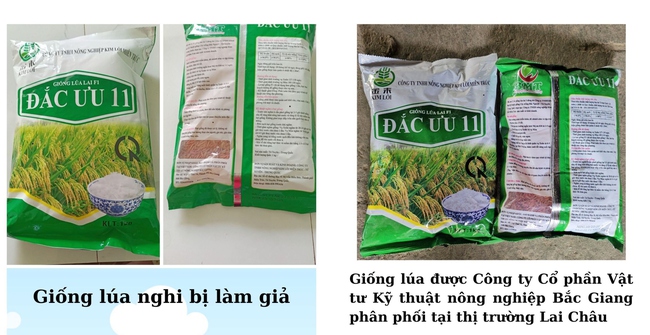 Xuất hiện giống lúa Đắc Ưu 11 nghi bị làm giả trên thị trường, nhiều nông dân ở Lai Châu hoang mang, lo lắng- Ảnh 1.