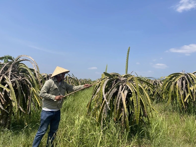 Hạn mặn còn ảnh hưởng đến nhiều nơi ở Đồng bằng sông Cửu Long đến bao giờ?- Ảnh 1.