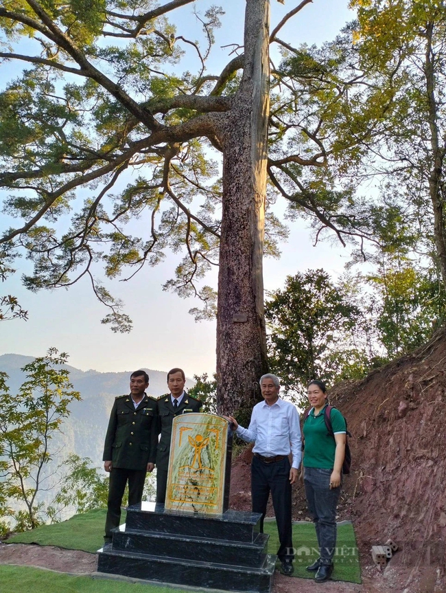Cây cổ thụ kỳ mỹ 500 tuổi ở tỉnh Lai Châu được công nhận Cây di sản, là cây trong sách Đỏ Việt Nam- Ảnh 10.