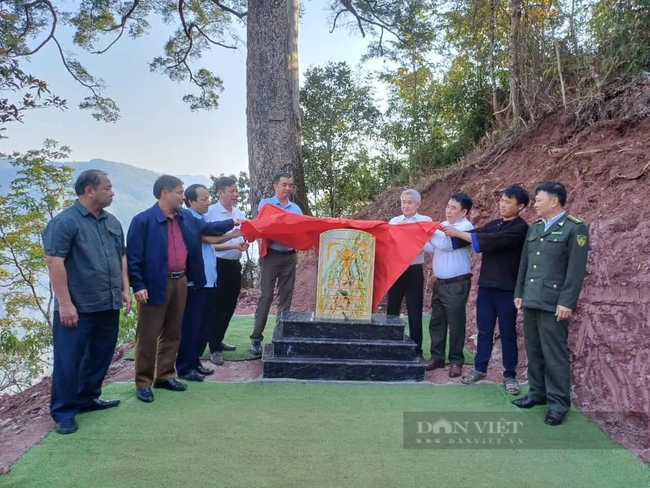 Cây cổ thụ kỳ mỹ 500 tuổi ở tỉnh Lai Châu được công nhận Cây di sản, là cây trong sách Đỏ Việt Nam- Ảnh 11.