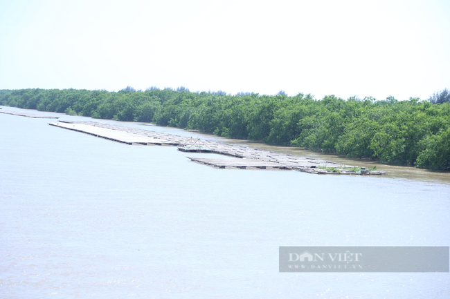 Giữ lại 12.500 ha Khu bảo tồn thiên nhiên đất ngập nước Tiền Hải (Thái Bình) - Ảnh 2.