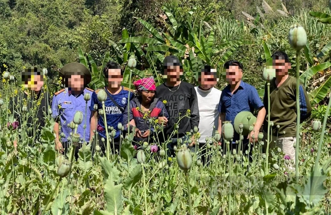 Công an Lai Châu: Bắt đối tượng trồng hơn 3.000 cây thuốc phiện trong rừng sâu- Ảnh 1.