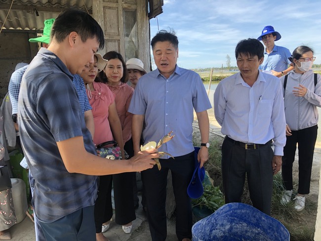 Nuôi cua gạch to bự, nuôi lợn kiểu "nông nghiệp tuần hoàn" ở Thừa Thiên Huế, hễ nói bán là hết sạch- Ảnh 2.