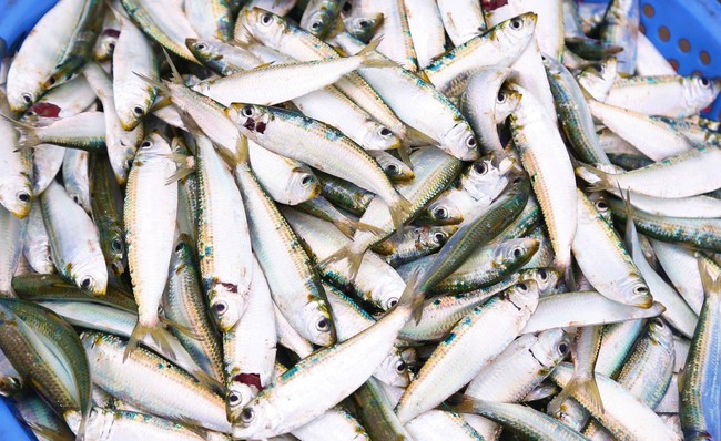 Đặc sản bén miệng của dân một nơi ở Nghệ An là ăn cá trích với thứ bánh thơm nức mùi hành phi- Ảnh 5.