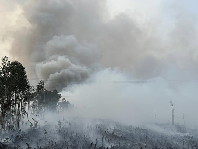 Công an đang khẩn trương điều tra vụ cháy 20ha rừng tràm ở Long An- Ảnh 1.