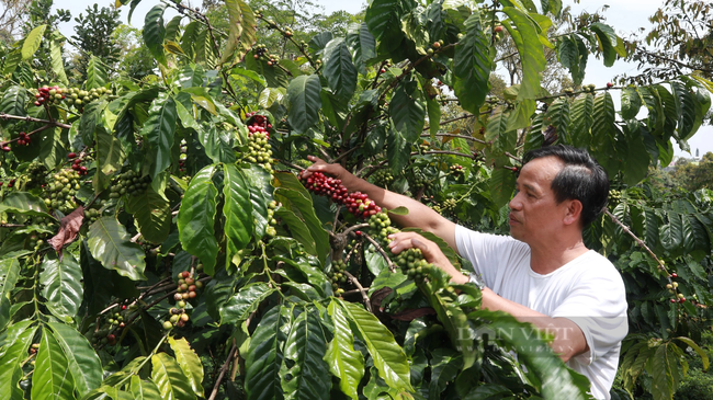 Từ việc giá cà phê tăng cao nhất lịch sử: “Định hình” lại sản xuất, kinh doanh cà phê xuất khẩu- Ảnh 1.