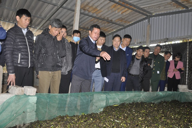 Nuôi trùn quế, một hợp tác xã của tỉnh Quảng Ninh còn mở thêm các trang trại vệ tinh- Ảnh 1.