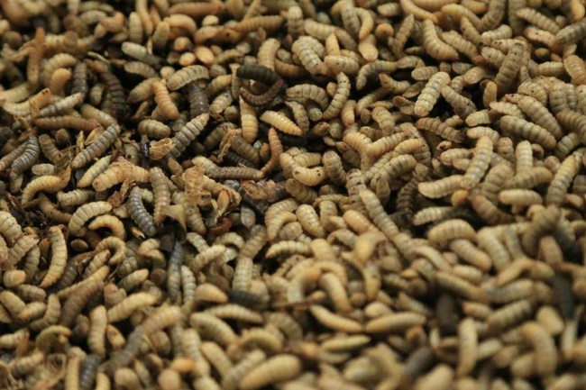 Nuôi loài ruồi lính đen làm “siêu” thực phẩm, bán trứng thôi cũng có giá 5-6 triệu đồng/kg  - Ảnh 2.