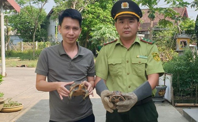 Người dân ở Thừa Thiên Huế giao nộp khỉ mặt đỏ, rùa hộp trán vàng miền Trung, cú lợn lưng xám cho kiểm lâm- Ảnh 2.