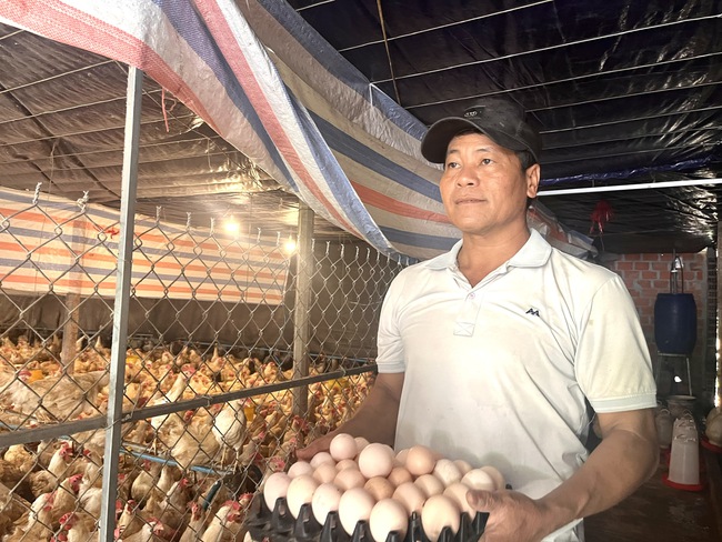 Mô hình nuôi gà trong phòng lạnh của nông dân giỏi đạt giải Nhì Hội thi Sáng tạo nhà nông Bình Định- Ảnh 2.