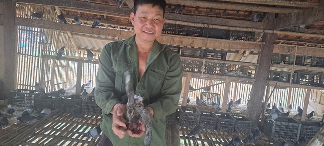 Làm giàu khác người ở Sơn La, nuôi loại chim đẻ sòn sòn trên nhà sàn mà phát tài thấy rõ- Ảnh 3.