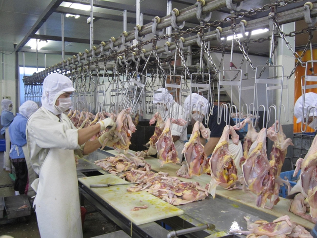 Mỗi tháng Việt Nam có thể xuất khẩu 1.000 tấn thịt gà sang các nước Hồi giáo- Ảnh 1.