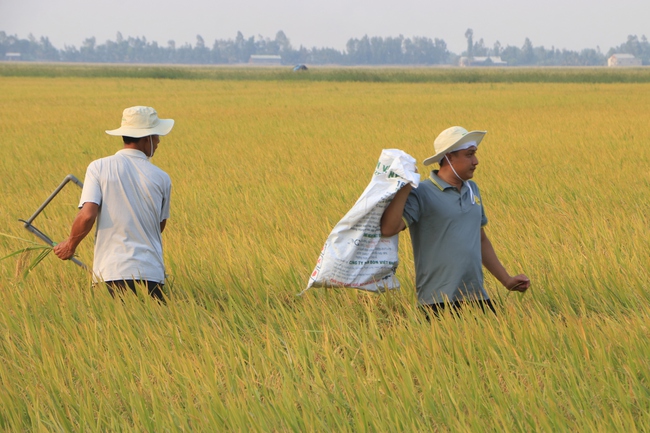 Việt Nam sẽ có sản phẩm lúa "giảm phát thải" đầu tiên vào tháng 8 tới đây- Ảnh 1.