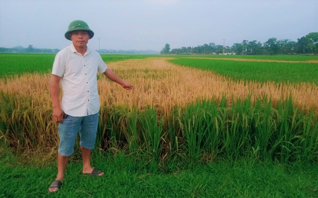 Điều tra vụ ruộng lúa của một nông dân Nghệ An bỗng chết cháy bất thường, nghi bị đầu độc- Ảnh 2.